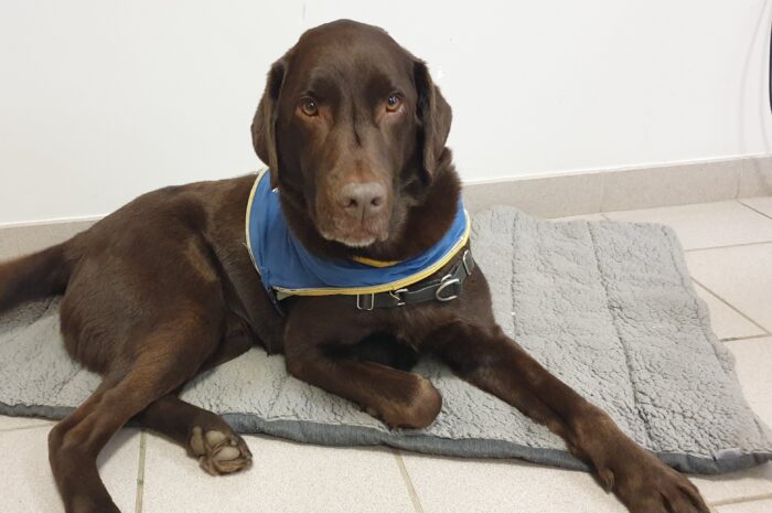 Chien Philo : une présence apaisante pour les élèves du lycée agricole de l’Aulne à Châteaulin