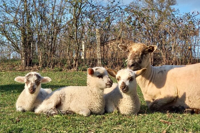 Écopâturage : la Mouton’deuse de David Leclercq, en pays de Lannion