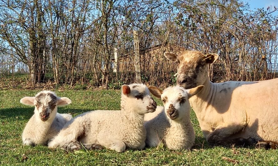 Écopâturage : la Mouton’deuse de David Leclercq, en pays de Lannion