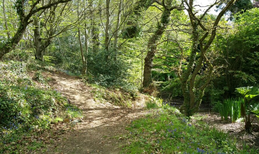 Biodiversité : Wild Bretagne veut plus de forêts sauvages