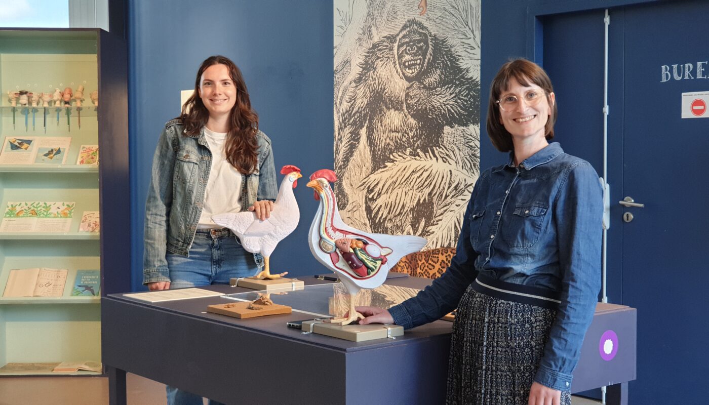 Maëlle Corre et Virginie Gorrec dans l'exposition "Plus ou moins bêtes" au Musée de l'Ecole Rurale de Trégarvan @ Christophe Pluchon