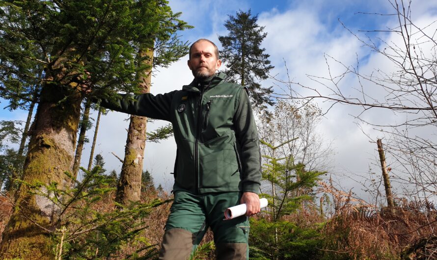La forêt du Huelgoat, deux ans après le passage de la tempête Ciarán