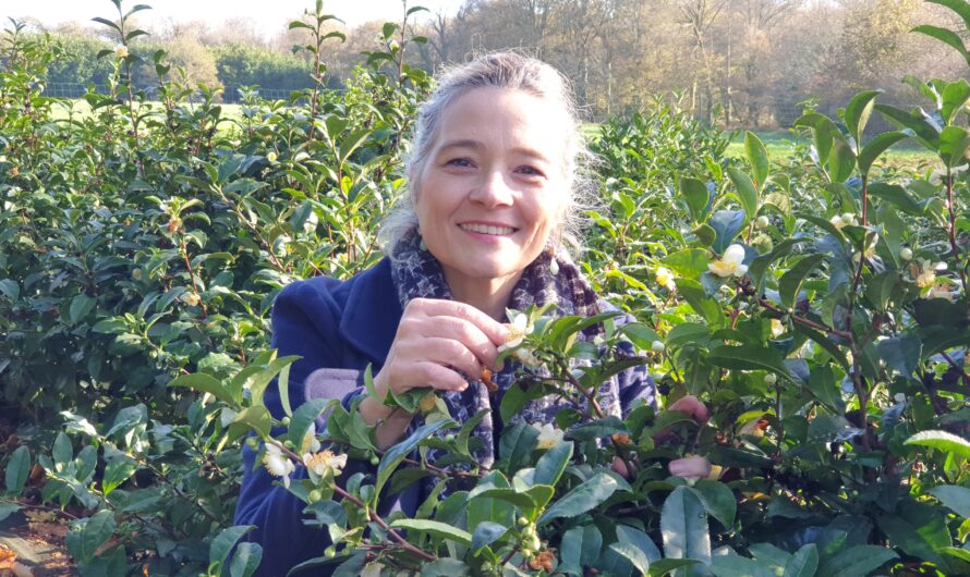 Nolwenn Jan : La Maison du Thé Breton à Quimper