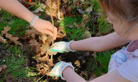 Plantation d'arbres à la Maison de la Terre à Lantic © Christophe Pluchon