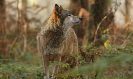 Loup Européen Crédit photos : Géraldine B.Bigot / Refuge des loups de Coat-Fur